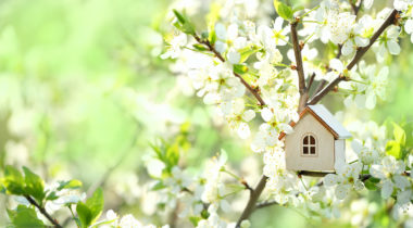 photo of a birdhouse in a blossoming tree