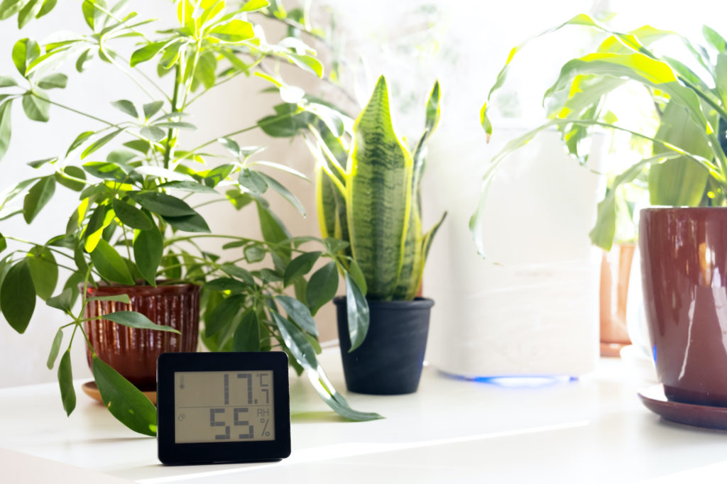 photo of a hygrometer in a home, surrounded by plants