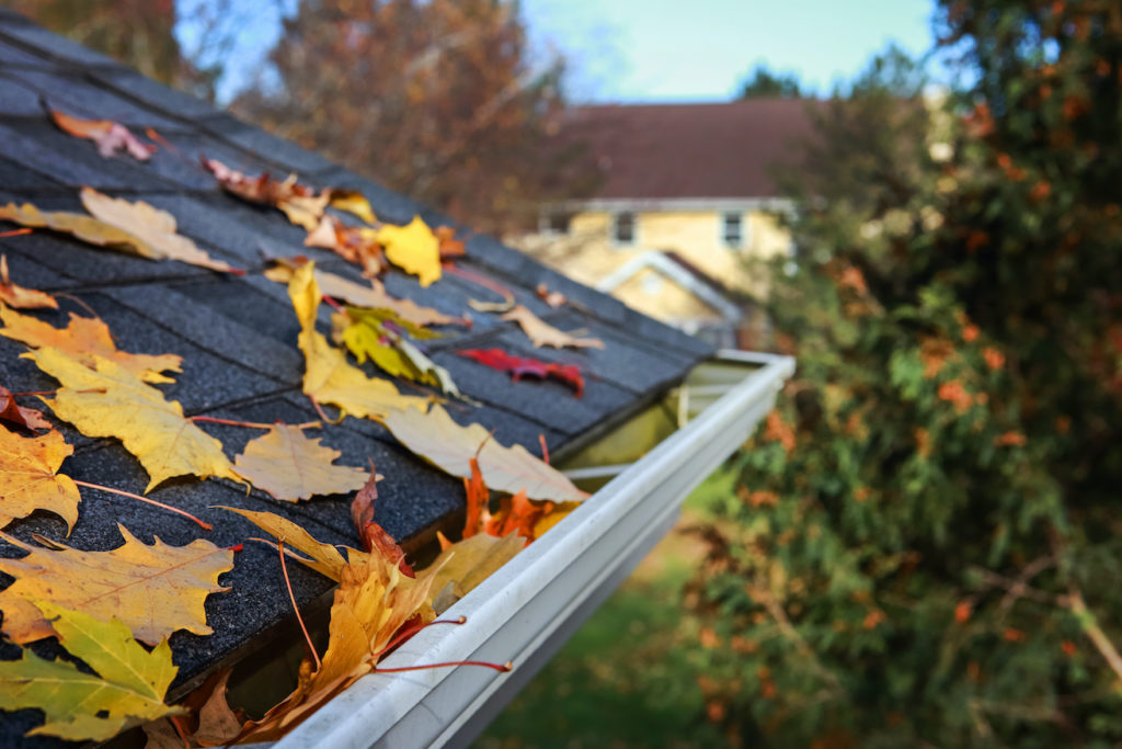 photo of fall leaves piling up in a gutter